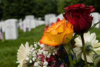 Editorial illustration of red and yellow roses with pale cemetery headstones in the background